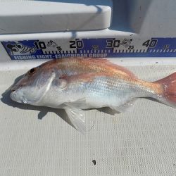 フィッシングボート空風(そらかぜ) 釣果