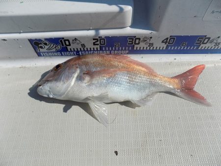 フィッシングボート空風(そらかぜ) 釣果