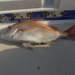 フィッシングボート空風(そらかぜ) 釣果