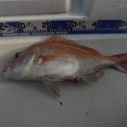 フィッシングボート空風(そらかぜ) 釣果