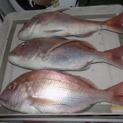 フィッシングボート空風(そらかぜ) 釣果