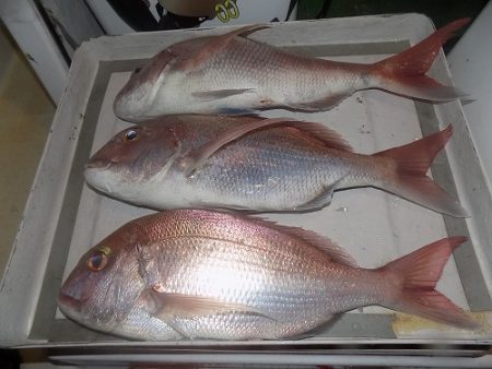 フィッシングボート空風(そらかぜ) 釣果