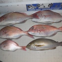 フィッシングボート空風(そらかぜ) 釣果