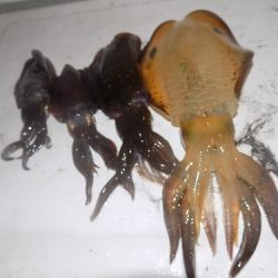 フィッシングボート空風(そらかぜ) 釣果