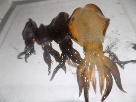 フィッシングボート空風(そらかぜ) 釣果