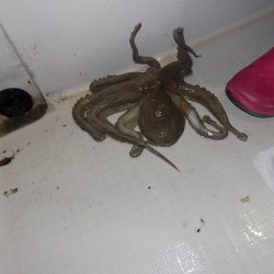 フィッシングボート空風(そらかぜ) 釣果