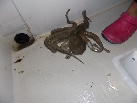 フィッシングボート空風(そらかぜ) 釣果