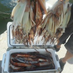 大進丸(愛知) 釣果