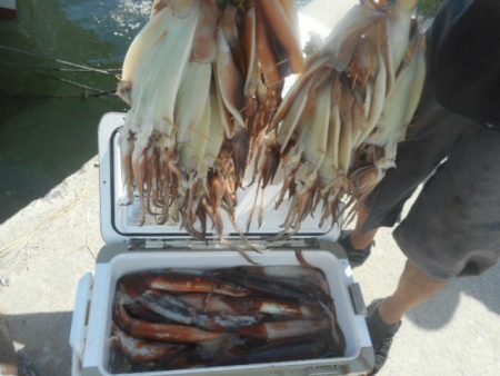 大進丸(愛知) 釣果