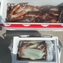 大進丸(愛知) 釣果