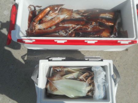 大進丸(愛知) 釣果