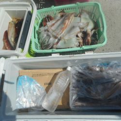 大進丸(愛知) 釣果