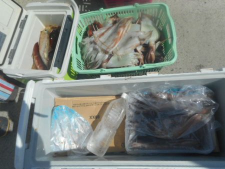 大進丸(愛知) 釣果