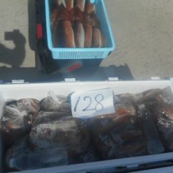 大進丸(愛知) 釣果