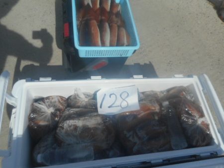 大進丸(愛知) 釣果