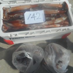 大進丸(愛知) 釣果