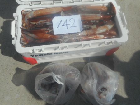 大進丸(愛知) 釣果