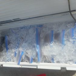 大進丸(愛知) 釣果