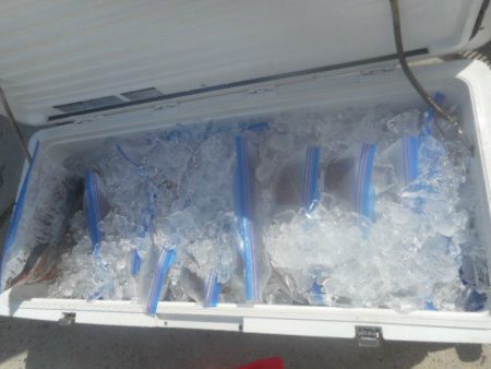 大進丸(愛知) 釣果