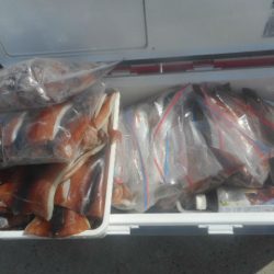 大進丸(愛知) 釣果