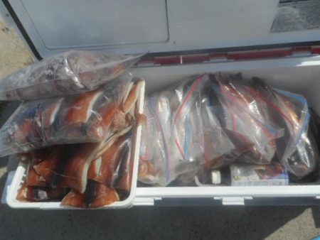 大進丸(愛知) 釣果