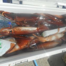 大進丸(愛知) 釣果