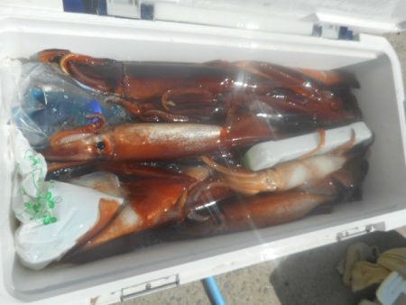 大進丸(愛知) 釣果