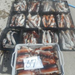 大進丸(愛知) 釣果