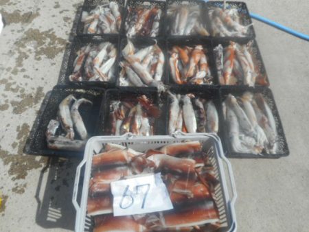 大進丸(愛知) 釣果