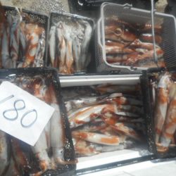 大進丸(愛知) 釣果