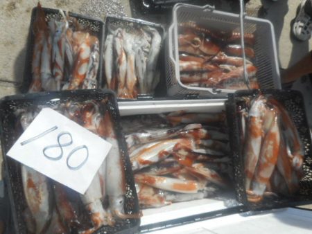 大進丸(愛知) 釣果