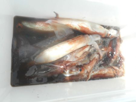 大進丸（愛知） 釣果