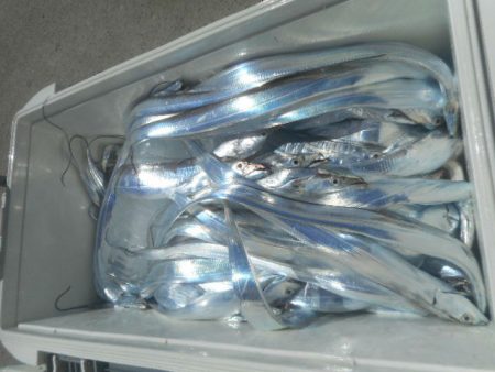 大進丸（愛知） 釣果