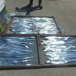 大進丸（愛知） 釣果