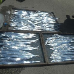 大進丸（愛知） 釣果