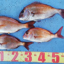 第二常豊丸 釣果