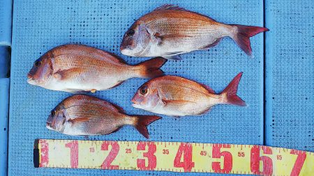 第二常豊丸 釣果