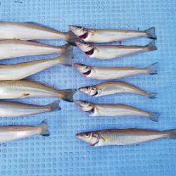 第二常豊丸 釣果