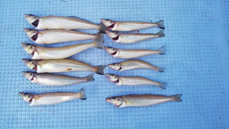 第二常豊丸 釣果