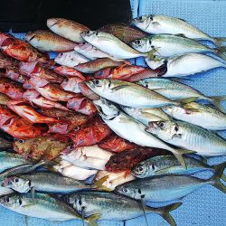 第二常豊丸 釣果