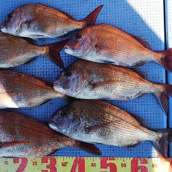 第二常豊丸 釣果