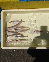 和歌山マリーナシティ釣り公園 釣果