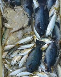 和歌山マリーナシティ釣り公園 釣果