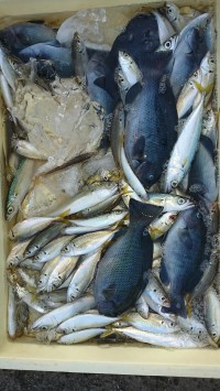 和歌山マリーナシティ釣り公園 釣果