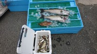 和歌山マリーナシティ釣り公園 釣果