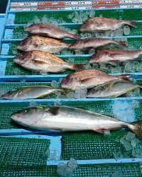 和歌山マリーナシティ釣り堀 釣果