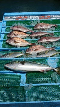 和歌山マリーナシティ釣り堀 釣果