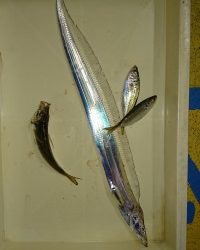 和歌山マリーナシティ釣り公園 釣果