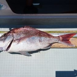 フィッシングボートACE(エース) 釣果