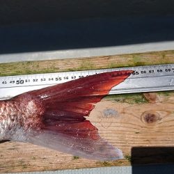 フィッシングボートACE(エース) 釣果